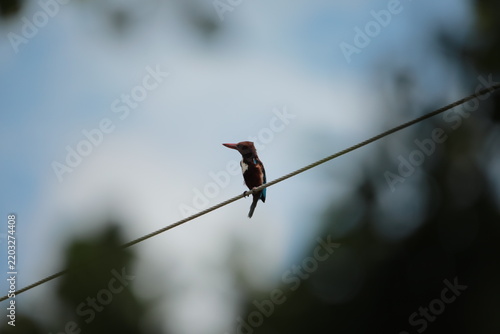 
Banded Kingfisher