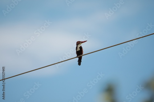 
Banded Kingfisher