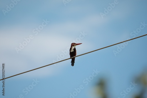 
Banded Kingfisher