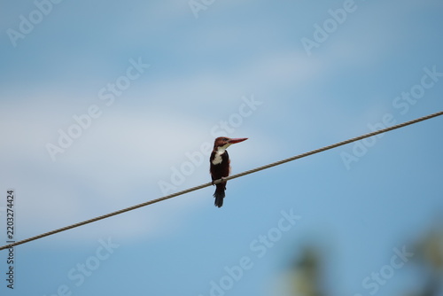 
Banded Kingfisher
