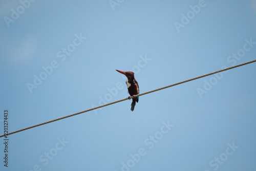 
Banded Kingfisher