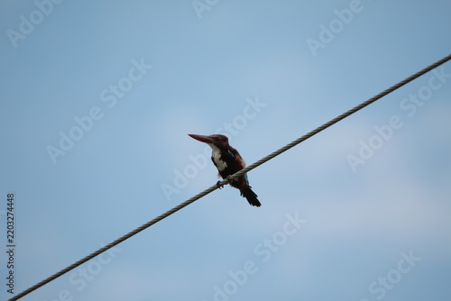 
Banded Kingfisher