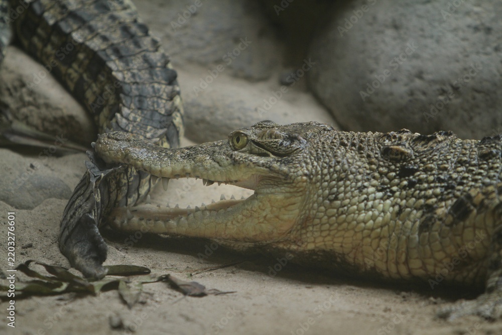 Fototapeta premium A side view of a saltwater crocodile biting its companion's tail