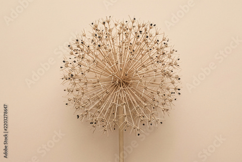Dried allium flower seed head isolated on a beige background
