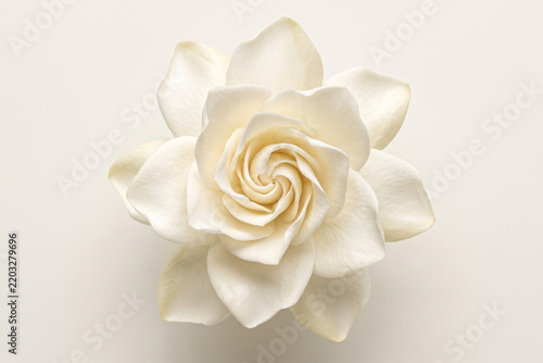White gardenia flower blossom isolated on a matching cream background