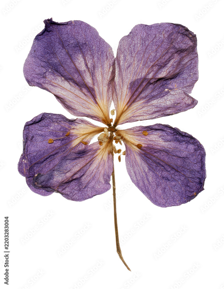 Fototapeta premium PNG Pressed purple flower on white background