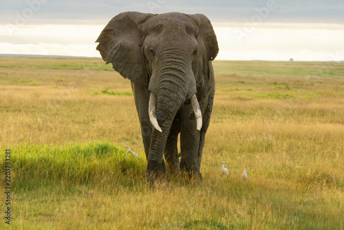 Obraz na płótnie Elephant in the Wild