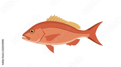 Red Snapper Fish Vector Illustration Isolated on White