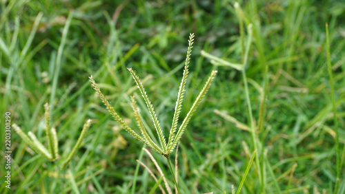 Close-up of wild bermuda grass seed head with delicate spikelets, lush green field softly blurred in the background.