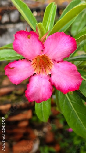 A close-up shot of a vibrant pink desert rose flower (Adenium obesum) in full bloom, showcasing its delicate petals and intricate yellow-striped throat, surrounded by lush green foliage against a soft