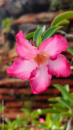 A close-up shot of a vibrant pink desert rose flower (Adenium obesum) in full bloom, showcasing its delicate petals and intricate yellow-striped throat, surrounded by lush green foliage against a soft