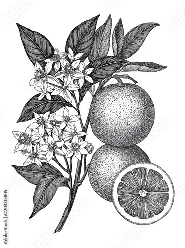 Vintage botanical illustration of orange fruits and blossoms with leaves in black and white ink style