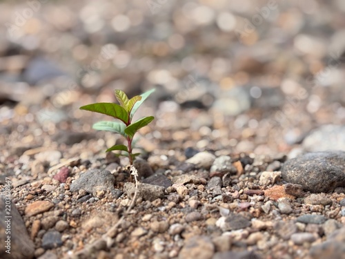 Close up macro photo of small green plant sprout growing through dry stony gravel soil. Hope, new life, business growth, and survival concept backdrop template for banner and poster.