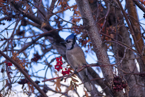 A Blue Jay in a Tree