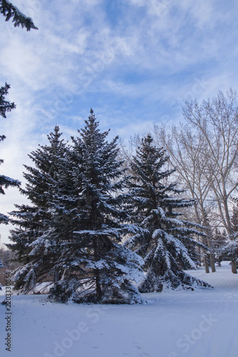 Winter at Gold Bar Park
