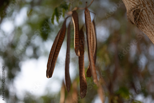 Dry brown seed pods hanging from a tree branch, soft bokeh background