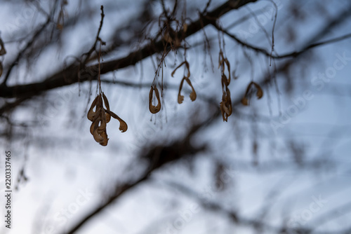 Dried seed pods hanging from bare branches against a snowy winter background