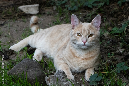 Cream and ginger cat lying in the garden looking at the camera