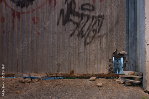 Gray cat peering through a hole in a rusty graffiti corrugated metal wall