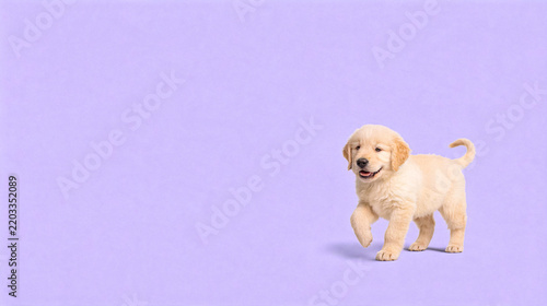 Happy Golden Retriever puppy walking on light purple backdrop