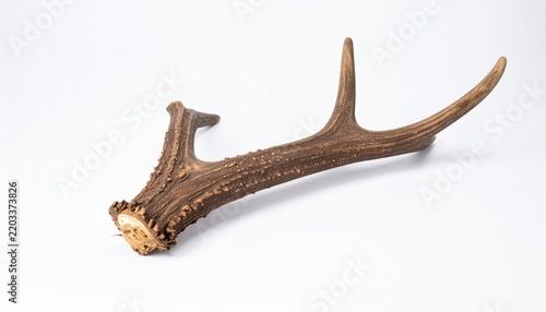 Single weathered brown deer antler with rough textured surface isolated on a white background