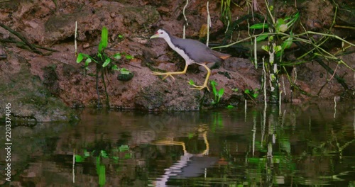 White-breasted waterhen, Amaurornis phoenicurus, foraging on muddy riverbank in tropical mangrove forest. Natural wildlife behavior in wetland environment for documentary use, slow motion.