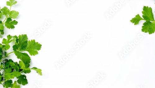 Fresh green cilantro leaves arranged as a border on a clean white background with copy space