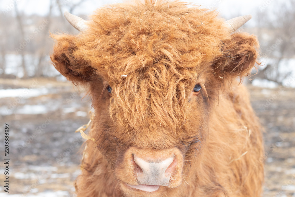 Fototapeta premium cow in winter