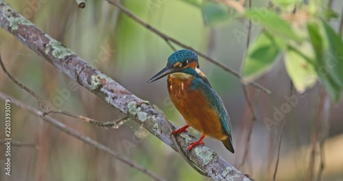 Common kingfisher Alcedo atthis perching on a mossy tree branch in a natural river environment, wildlife behavior in forest habitat, documentary photography.