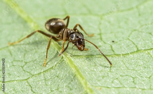 Obraz na płótnie Black garden ant Lasius niger on green leaf, macro portrait of common insect