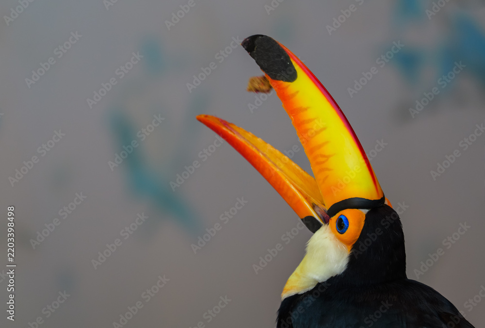 Fototapeta premium Toucan Eating Footage: Lively Moments of Tossing and Catching Food