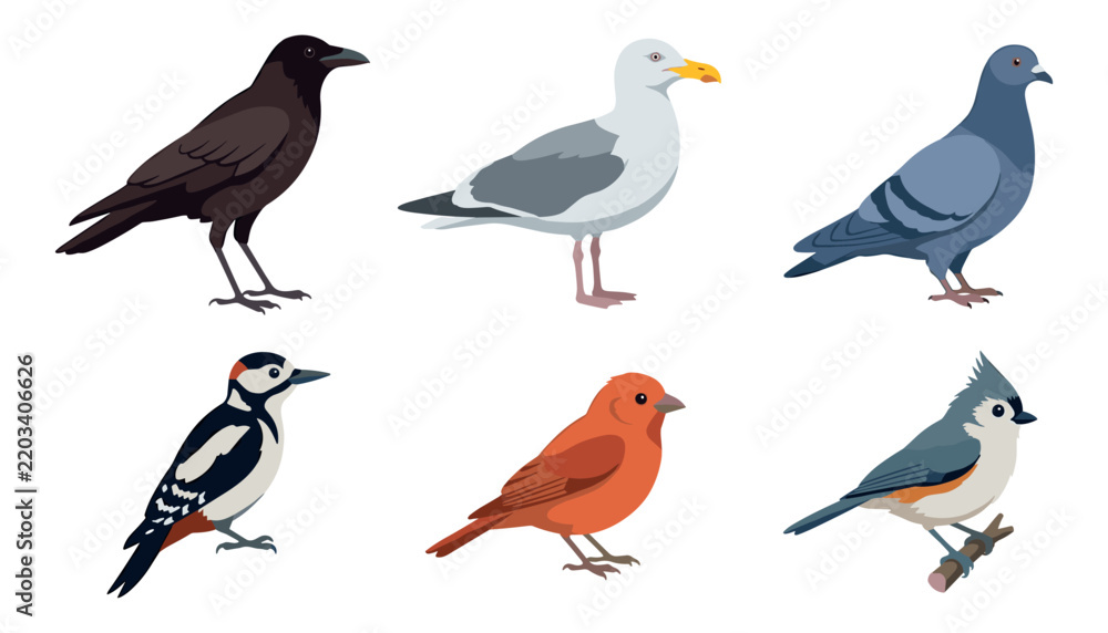 Obraz premium Vector collection of common city and forest birds flat icons isolated on a white background,