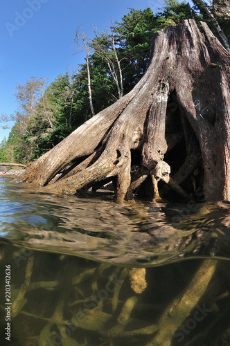 Tree Stump in a Lake