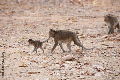 Photography Long-Tailed Macaque Mother Following Her Running Infant