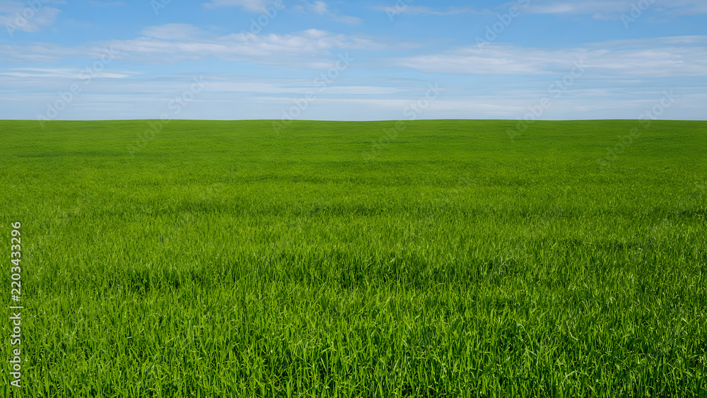 Obraz premium Grass Meadow Under a Bright Blue Sky with Soft White Clouds, Peaceful Natural Horizon