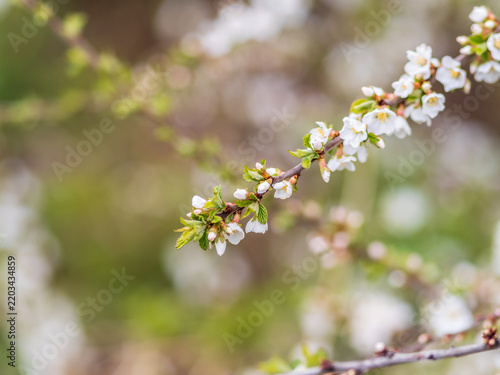 Obraz na plátne White cherry flowers