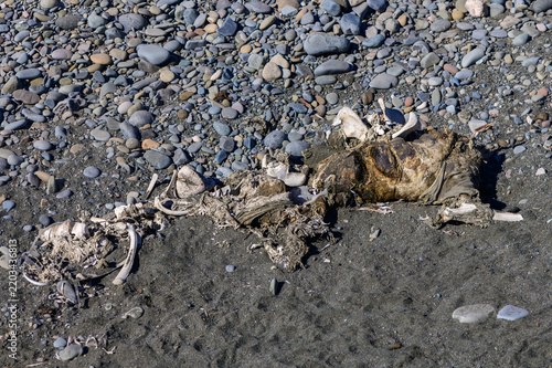 Quadro su tela Skeletal remains washed ashore on a rocky beach at low tide during a bright day