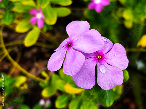 Close-up of purple vinca flower blooming with water drops on natural green background