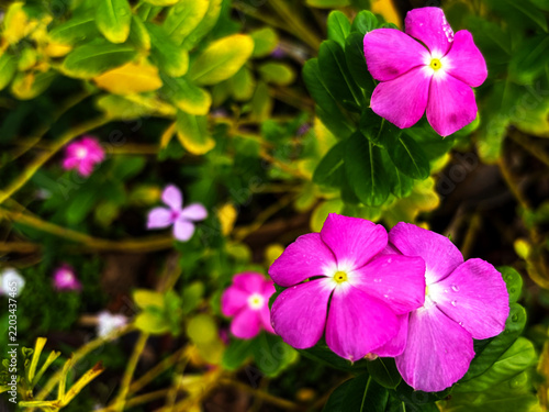 Close-up of pink vinca flower blooming with natural green leaves background