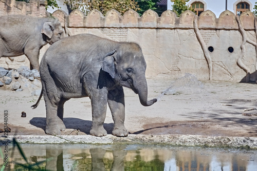 Fotografie Asiatische Elefanten ( Elephas maximus indicus ).