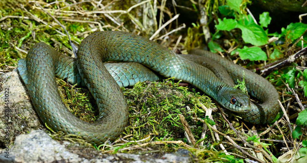 Fototapeta premium Iberian grass snake - adult male // Iberische Ringelnatter - Männchen (Natrix astreptophora) - Borines, Asturia, Spain