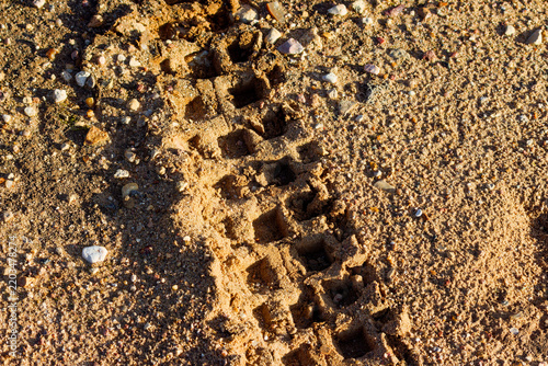 Deep heavy knobby tire track left by a motocross bike on a coarse sandy trail surface showing detailed rubber treads pressed into the ground under warm golden hour sunlight