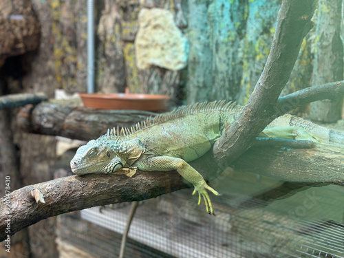 Fotografie Horizontal close-up photo of green iguana resting on wooden branch in glass terr