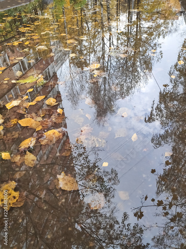 Vertical view of castoff fragments floating in a rainwater pool mirroring a brickwork facade