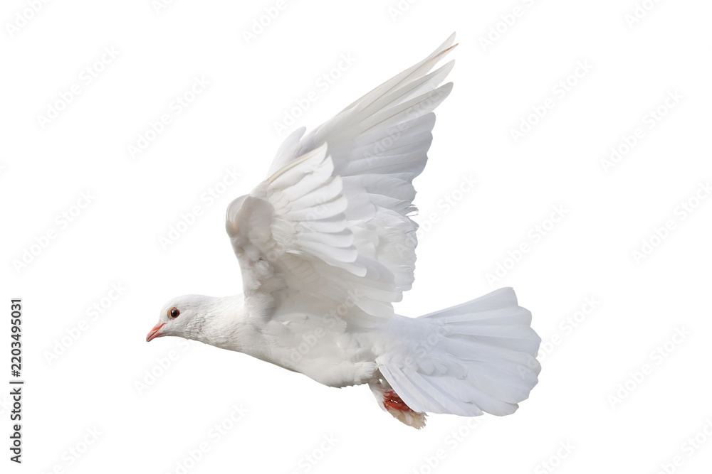 Obraz premium A white dove is a universal symbol representing peace, love, freedom, and purity. It is depicted isolated on transparent background.