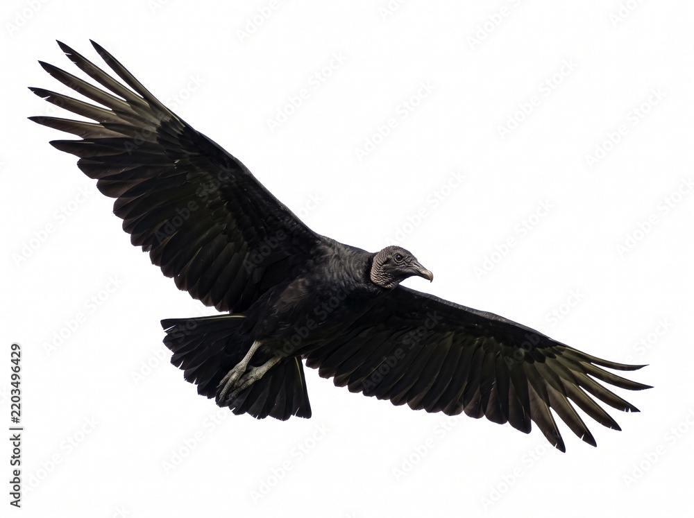 Obraz premium Black Vulture Bird Of Prey Soaring With Outstretched Wings Isolated
