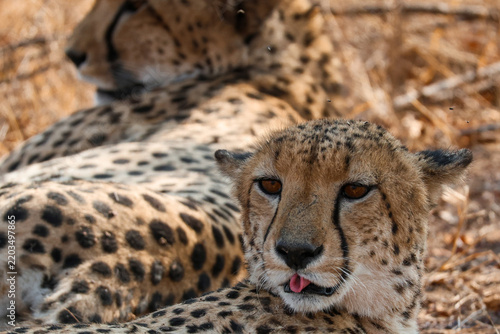 Obraz na płótnie Cheetah resting with tongue out in Kruger National Park, South Africa