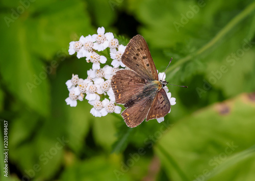 Canvas Print macro of a male Lycaena tityrus the sooty copper butterfly on achillea millefoli