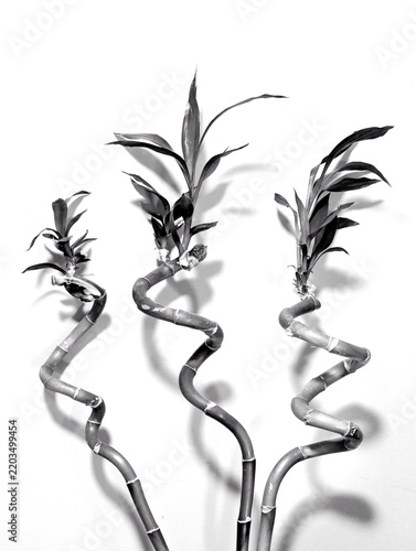 black and white bamboo