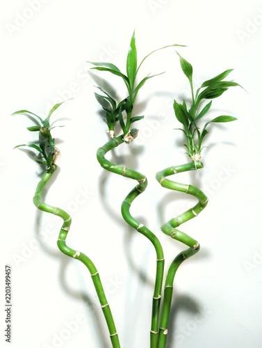 green bamboo plant with shadow on white background 